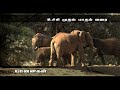 Elephants the intelligent animal  award winning documentary