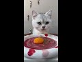 Is my little cat cute? Cat's growth story. Cuteness explodes. Cats heal everything. So adorable