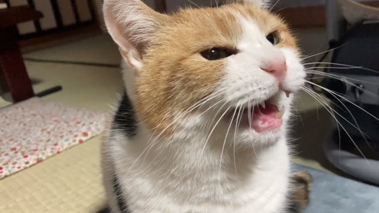 三毛猫】なにかを訴えるようにたくさん鳴く猫（2023年2月24日） - YouTube