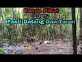 TRIK JITU MIKAT MURAI BATU HUTAN PAKAI UMPAN BELALANG DAN MP3