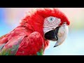 Amezing bird's video 🐦🦜|Natural scene| #nature #birdsvideo #viralvideo