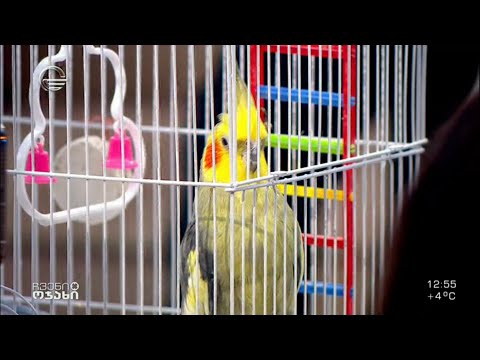 ჯაჯოს გაწვთნილი თუთიყუში, რომელიც ნანიკოს შეკითხვებს პასუხობს