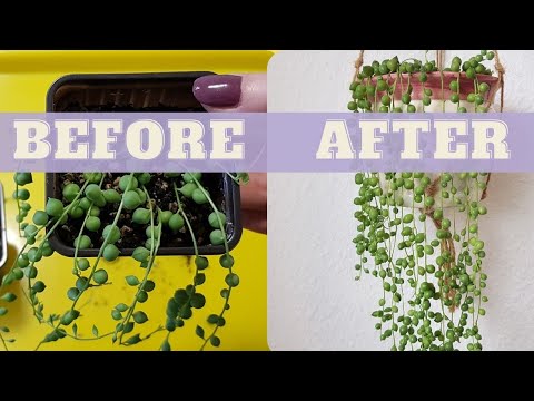 Vídeo: Métodos de Propagação de Poinsétias - Como Propagar Sementes e Estacas de Poinsétias