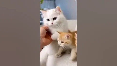 Video 10543031: blue eyed fluffy cat, cat white blue eyes, adorable fluffy cat, cat big eyes, cutest white cat, cat meets big