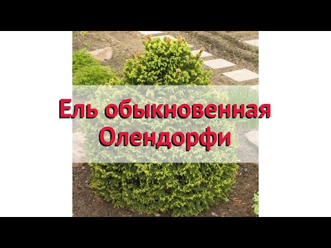 Ель обыкновенная Олендорфи