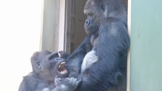Silverback consoles his depressed son after his sister hates him.Shabani Group