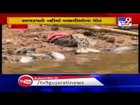 Ahmedabad: Fishes found dead in large number in Sabarmati river, reason unknown | TV9News