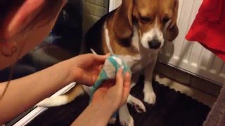 Вот что сделала моя собака (Бигль) This is what my dog did Вот что сделала моя собака (Бигль) This is what my dog did