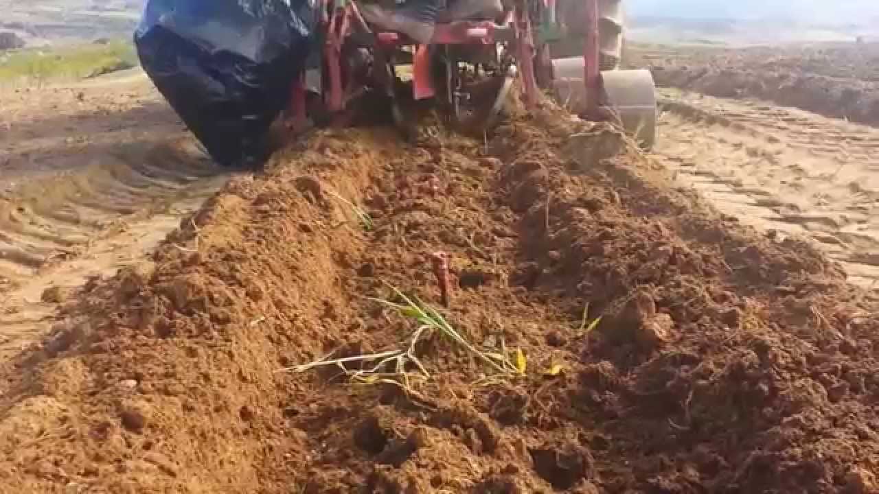 Quanto Custa Plantar Um Hectare De Vinha