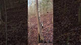 Palmetto states Jedi 1-31-24 by squirrel dog training 215 views 2 months ago 3 minutes, 30 seconds
