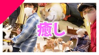 豆柴の大群と触れ合って癒されたfeat.アバンティーズ