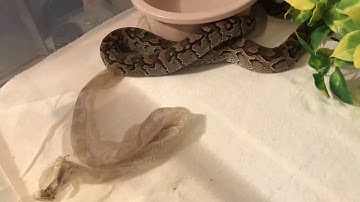 African rock python shedding time lapse