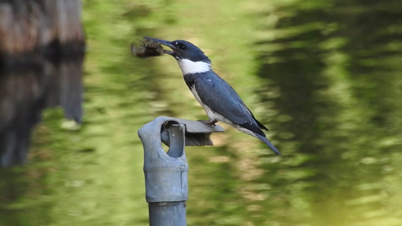 Belted Kingfisher with large crayfish (turn up volume) 