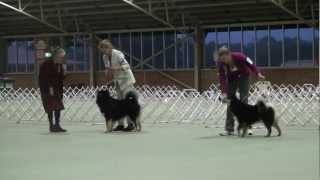 FLCV Inaugural Finnish Lapphund Champ Show - Best In Show by Team Pawformance 380 views 11 years ago 4 minutes, 25 seconds