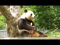 おやつをカラスに盗られたパンダは気にしない2018年5月6日