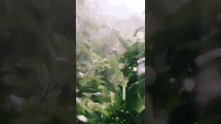 Download Lagu #shorts | Best water drop sound | effect | water sound | water drop | iphone ringtone | sms ringtone MP3