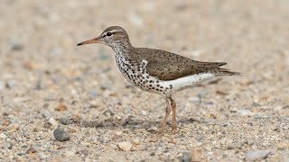 Пятнистый перевозчик (англ. Spotted sandpiper)