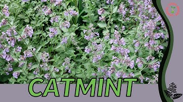 CATMINT herb in 1 minute (Camint is not the same as Catnip!!!) (History, Growing, Nutrition)