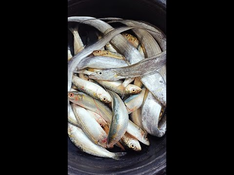 Fresh a meen vaangalama. மத்தி மீன், Fresh sardines..Buy fresh and cook. curry or fry tastes better