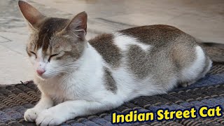 Friendly Cat - Indian Cat - Indian Desi Billi #cat #streetcat #billi #friendlycat