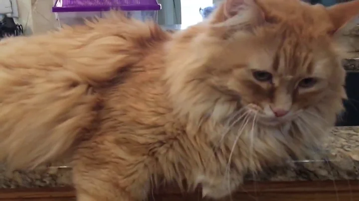 Watch the video about Winston the Cymric Manx