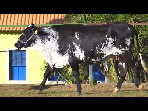 LOTE 203   ADELAIDE FIV ODANA SANTA LUZIA   0741 CI