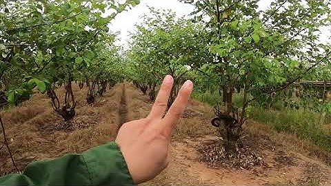 Bón Phân Gì Cho Cây Táo Xuân, Táo Đài Loan Trước Khi Ra Hoa I Nui Doi Luc Ngan 98