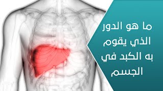 ما هو الدور الذي يقوم به الكبد في الجسم؟ | العيادة