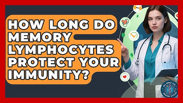How Long Do Memory Lymphocytes Protect Your Immunity? - All About the Immune System