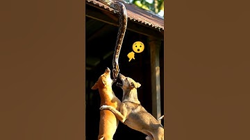 🐍 “Two Brave Dogs vs Giant Python Hanging from Roof! 😱” #usa #usaanimals #usashorts