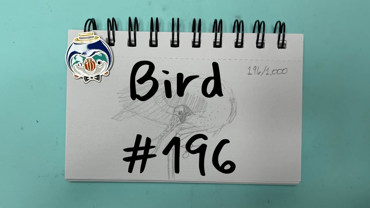 Draw 1,000 Birds With Me Roseate Spoonbill 6 of 10