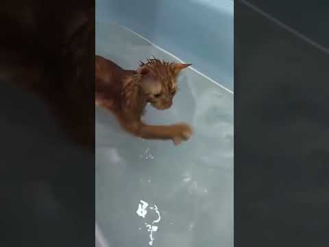 Śmieszne kotki #cats