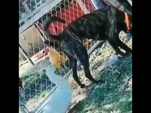 kaz ve köpek