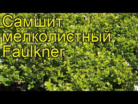 Самшит мелколистный Фолкнер.