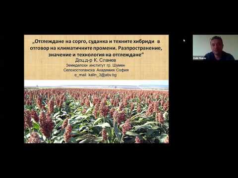 Видео: Каква е разликата между фуражно сорго и сорго суданска трева?