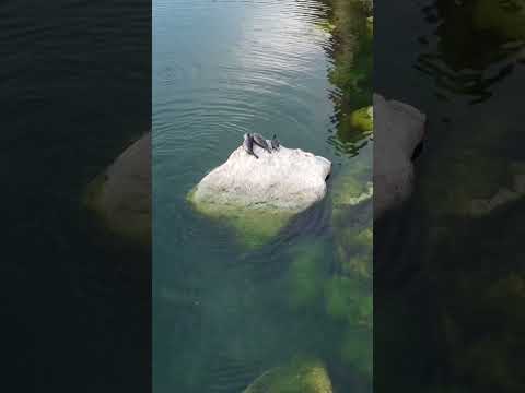 Нерпы озера Байкал (Pusa sibirica) #природа #wildlife #nature #байкал #baikal #нерпа