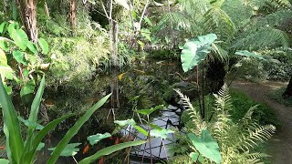 Magnificent Tropical Pond