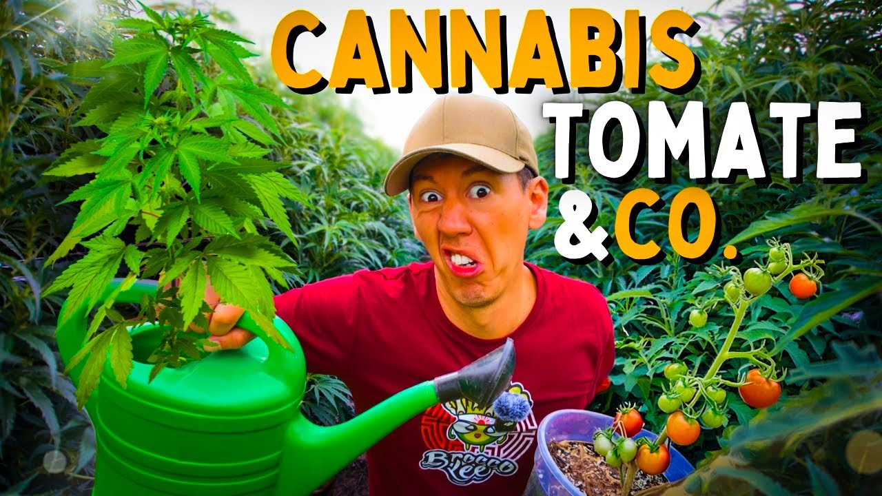 Gärtnern für Anfänger 🥦 Gartenrundgang Selbstversorger - meine drei Pflanzen inkl. Düngen & Tomaten