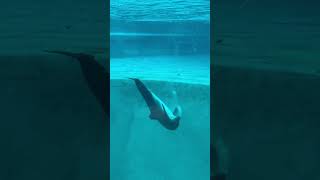 Kolmården Dolphin Show Swedens Amazing Aquatic Spectacle