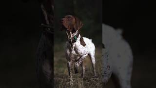 introducing the pointer dog.. #dogs #trending #viral #india #subscribe #pointer