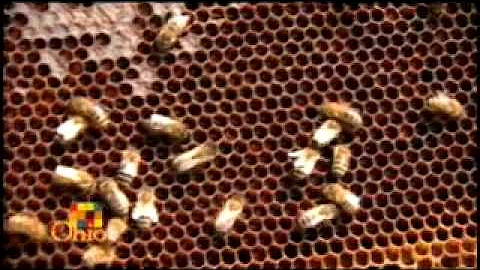 Steinke's Bees