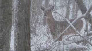 Whitetail Deer In Snowstorm (w) Soothing Music