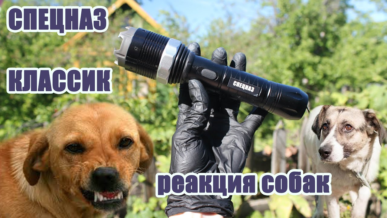Реакция собак на электрошокер. Модель СПЕЦНАЗ КЛАССИК. - YouTube