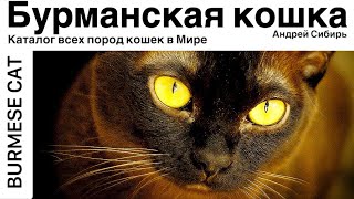 БУРМАНСКАЯ КОШКА. ВСЕ ПОРОДЫ КОШЕК МИРА. BURMESE CAT.