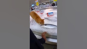 Kat steelt een vis, sora Ai #kat #ai #shorts