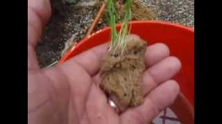 Planting Onion Chives Part I & II