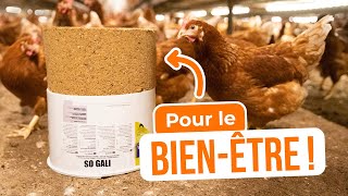 Pierre à picorer So Gali : Développez l'enrichissement de vos poules en élevage !