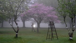Morning Thoughts, Picture Making, Birds Singing and a Rooster Crowing.