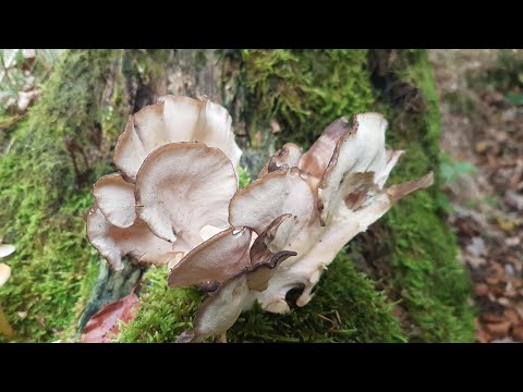Гриб-баран вижу впервые