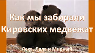 Как мы забирали медвежат из Кировской области.